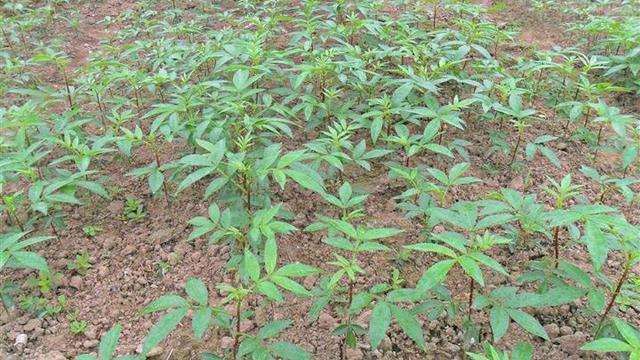 种植花椒树前景及种植技术