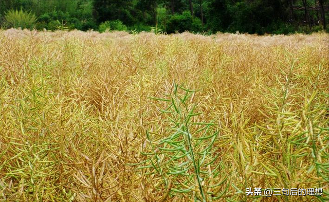 向日葵种植该如何实现高产？向日葵的高产种植技术