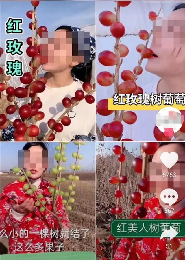 警惕——这些果树不要轻易栽！