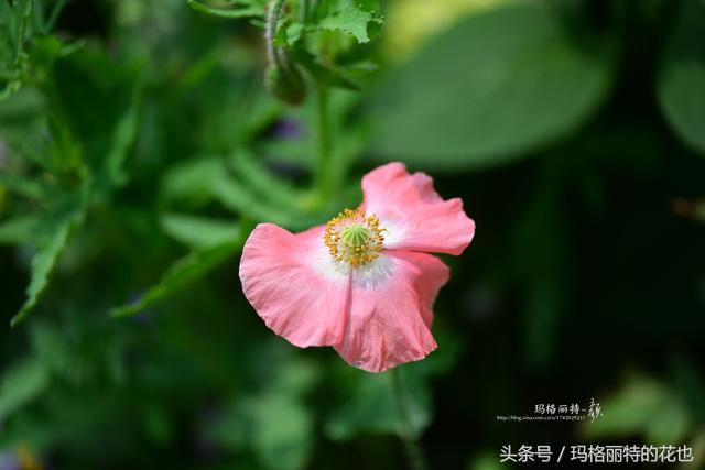 去年播种太晚的冰岛虞美人，这些天开得太美了 野趣花境颜值