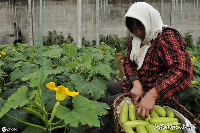 秋季大棚温室管理要全面！棚内瓜果蔬菜要高产，以下7点很关键