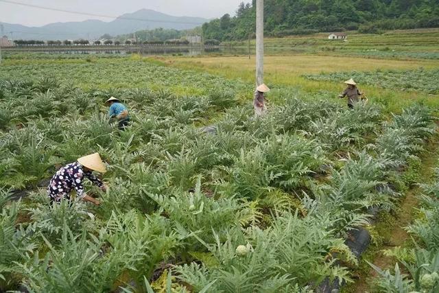 洋蓟要怎么种？洋蓟的种植技术