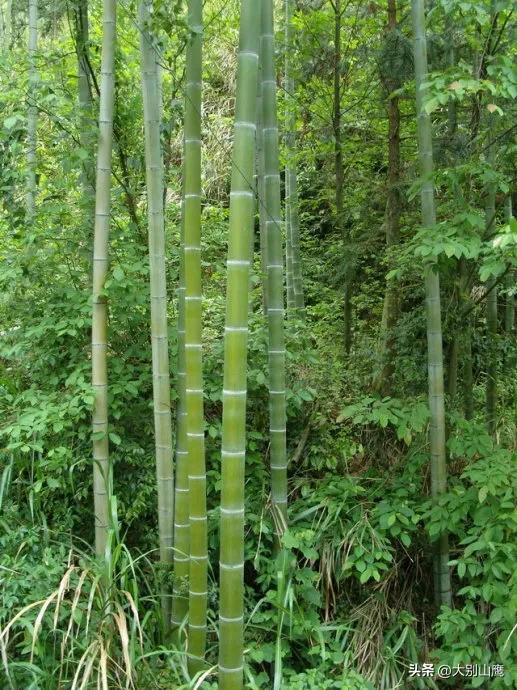 楠竹的生物特性、使用价值及种植技术