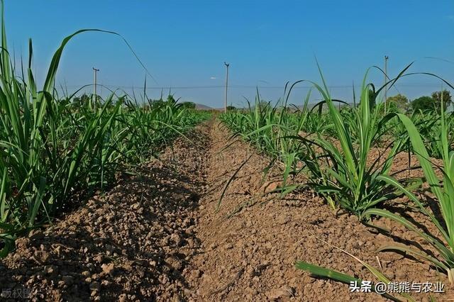 甘蔗的种植方法，种植技巧，以及作用