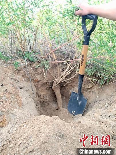 山西青年返乡创业：黄芪种植铺就农民增收路