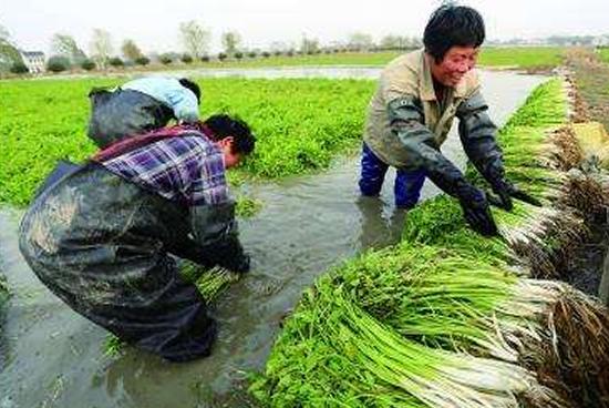 农民利用冬闲稻田种植“水芹菜“，亩产增加纯利润上万元！