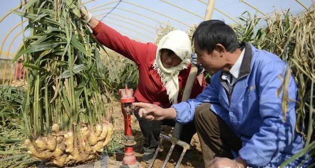 家庭种植生姜做好4点，管理简单实用分棵多，新手种植也能大丰收