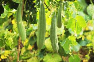 夏季豆角种植(夏季高温，种点什么好，分享五种耐高温作物)