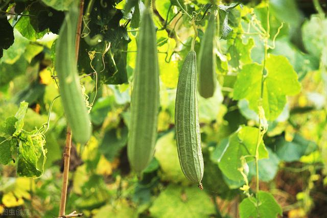 夏季高温，种点什么好，分享五种耐高温作物