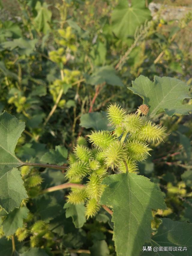 田间野草变中药良方，苍耳妈妈是如何从野草逆袭成有用植物的