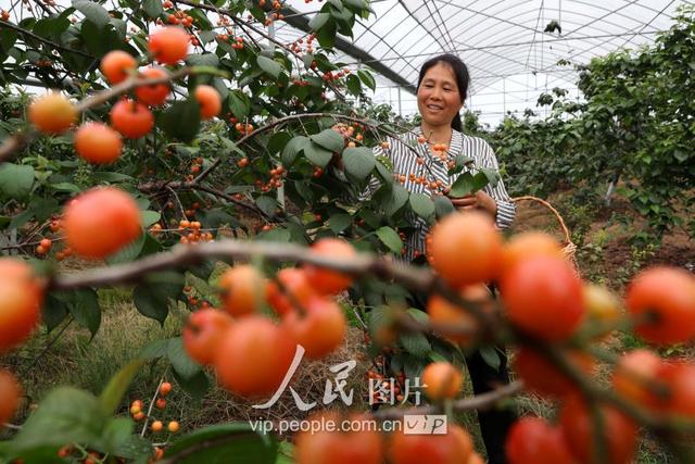 江西东乡：生态果园樱桃诱人生香 绿色产业助力精准扶贫