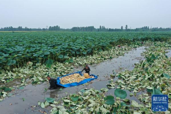 河北新河：莲藕产业助农增收