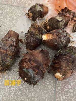 山东能种植荔浦芋头吗(荔浦芋用绿叶新地长势好，荔浦芋个型圆)