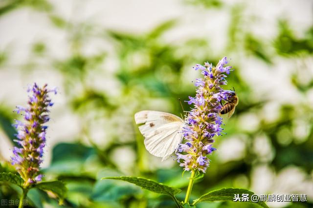 常用中药材植物，种植简单，经济效益不错，亩均收益9000元