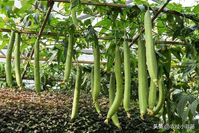 丝瓜如何种植管理才能更优质更高产？记住这6个种植管理技巧