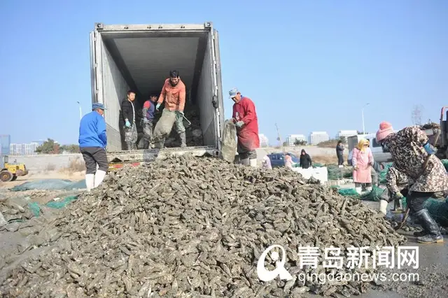 青岛这种海鲜，现在肥透了！已大量上市…在这里还能白捡