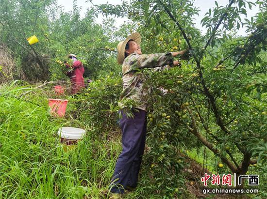 广西环江大力发展特色李果种植助农增收