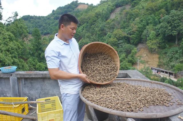 走向我们的小康生活丨退役军人何志金：挖到南药种植“第一桶金”的人