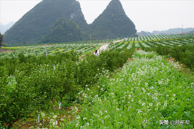 江西脐橙园种植绿肥？肥田萝卜有哪些优点？种植用量以及翻压介绍