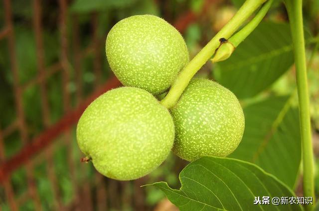 《免费学技术》核桃栽培技术及病虫害防治方法，值得一看