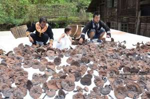 广西灵芝种植(桂林市临桂区：林下经济成为村民增收的“聚宝盆”)