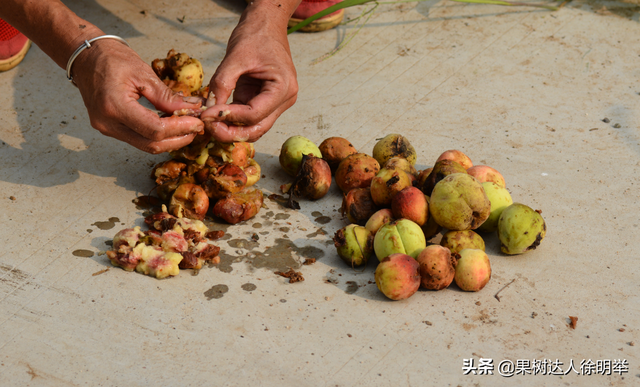 又到一年种桃时，繁育苗木种子如何采集和处理