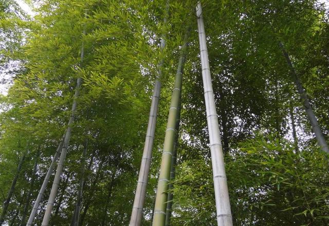 山区毛竹培育技术，掌握这几点很关键，一起来看看！