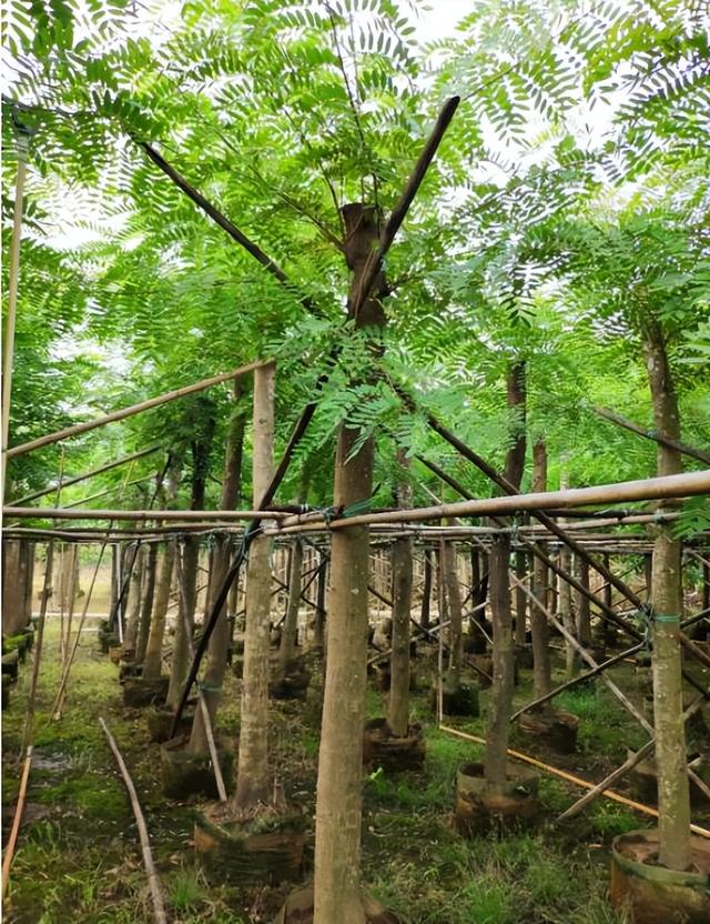 种花不如种树，6种名贵树，可遇不可求，种上1棵都能当“传家宝”