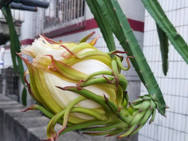 几种水果核，撒到小花盆，一个月变精致小盆栽，也许还能开花挂果