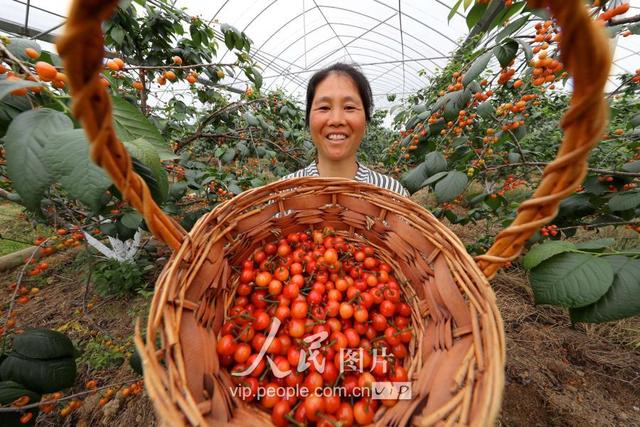 江西东乡：生态果园樱桃诱人生香 绿色产业助力精准扶贫