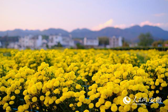 安徽黄山：小菊花写就乡村振兴大文章