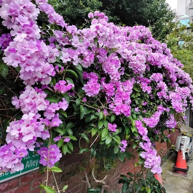 一种奇怪花，自带“蒜香味”，开花还很漂亮！