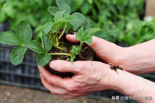 草莓上市早、产量高，促好花芽分化是关键，这十个管理技巧要用好