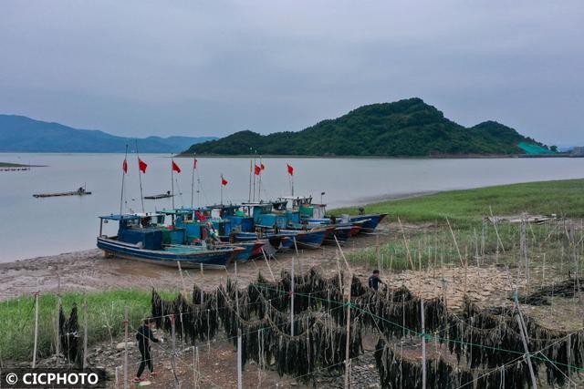 海带丰收晾晒忙