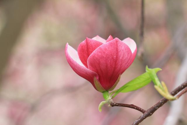 玉兰庭院植一株，栽种解决4要点，香满庭院绿满屋