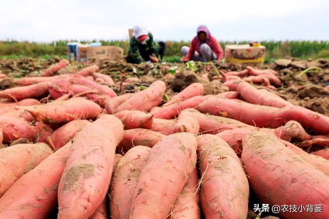 红薯怎样施肥浇水才能结得多产量高？重点抓好“3肥”和“4水”