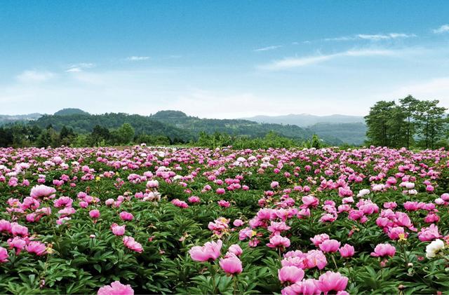 人间四月芳菲天 中江遍开芍药花