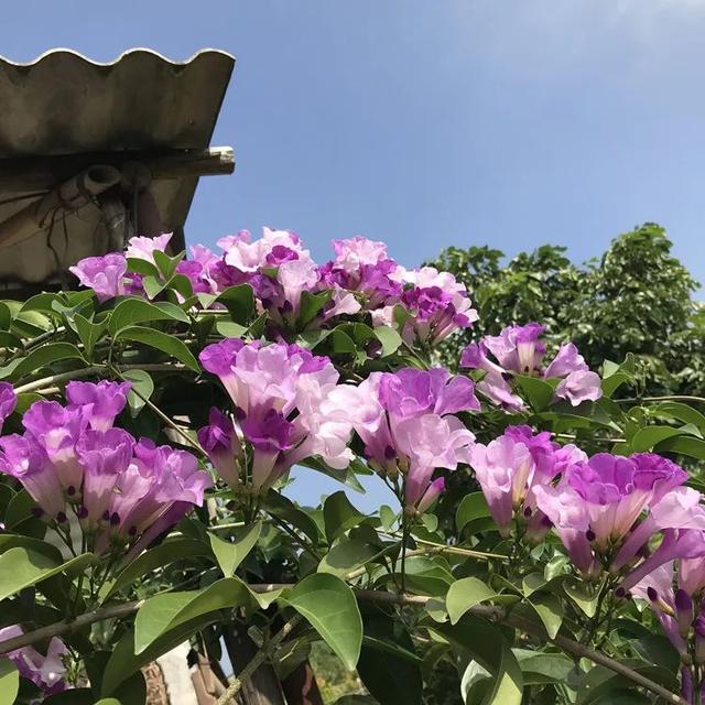 一种奇怪花，自带“蒜香味”，开花还很漂亮！