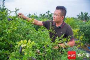 海南 花生 种植(巧克力布丁柿、妈咪果、冰淇淋果……海南这位小哥的“后花园”令人大开眼界)