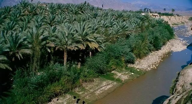 种植在沙漠中的椰枣，我国却将它种植在海南，这究竟是为什么？