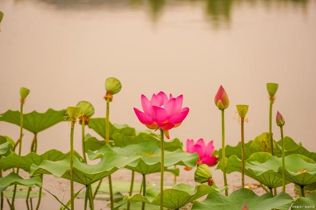 缤纷花海，荷花培养小窍门