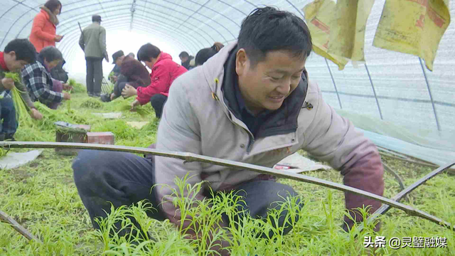 灵璧县娄庄镇汴河村：“党建+”让大棚芦蒿种出好生活