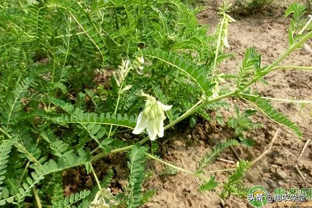 种植黄芪要如何追肥？追什么肥好？