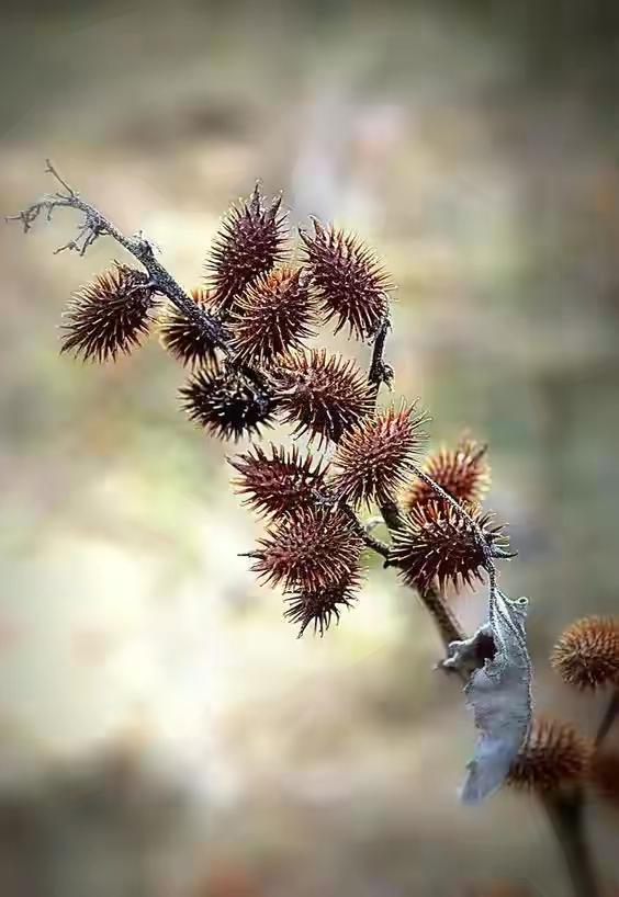 全球46种珍稀植物，个个像件艺术品