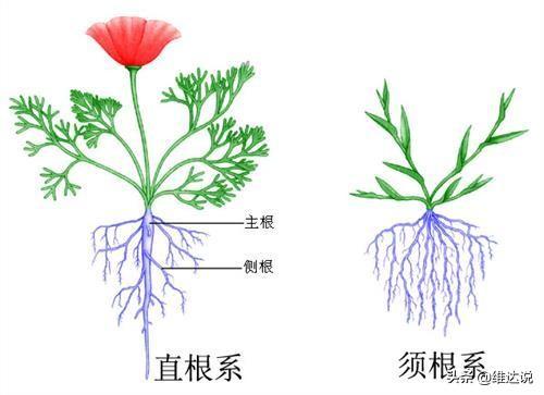 长得高大像“树”的香蕉树却是“草”，天生有籽却靠无籽誉满全球