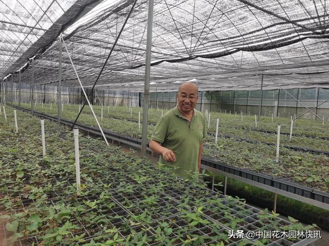 种植菌根共生苗，一棵树年均收入200元，连续受益30年