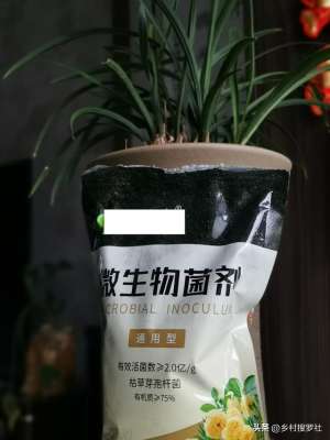 种植兰花前景如何(养兰花有没有花过冤枉钱？它既不是药也不是肥，却有很多人在使用)