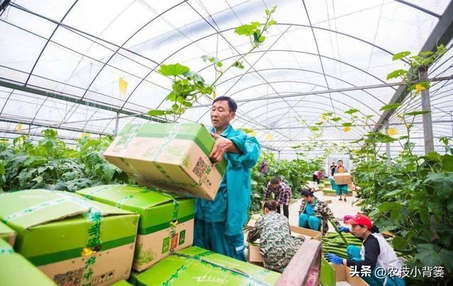 丝瓜如何种植管理才能更优质更高产？记住这6个种植管理技巧