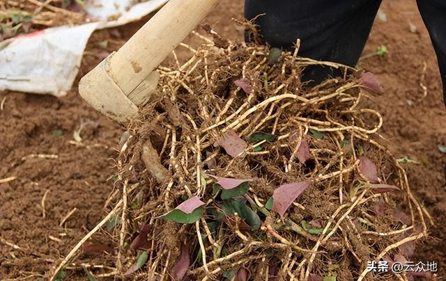 鱼腥草（折耳根）怎么种植？根茎繁殖，科学水肥管理