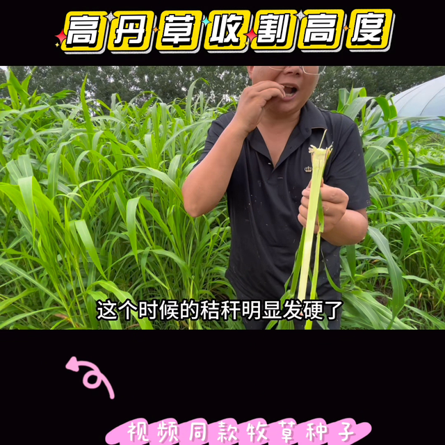 高丹草怎么收割比较好？#高丹草#高产牧草#牧草种子#三...